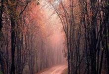 最赚钱的女运动员,也上不了这份收入榜单.